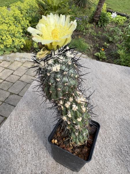Copiapoa montana